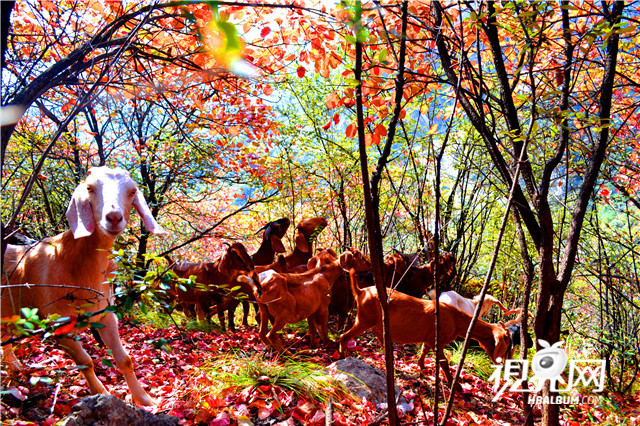 霜染紅葉 風(fēng)景如畫(huà)